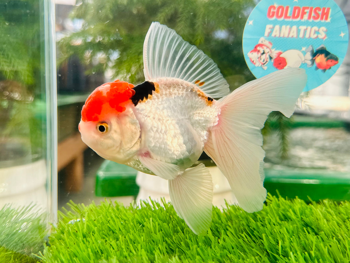 [SINGLE] Red Cap Oranda Male size 4-4.5 inches #112224SO_13