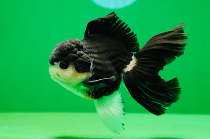 [SINGLE] Panda Button Eyes Oranda Male 4.5-5 inches #080125SO_14