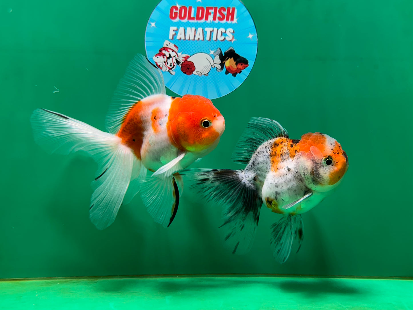 [COUPLE] Sakura Male & Calico Female Oranda 4-4.5 inches #052325CO_01