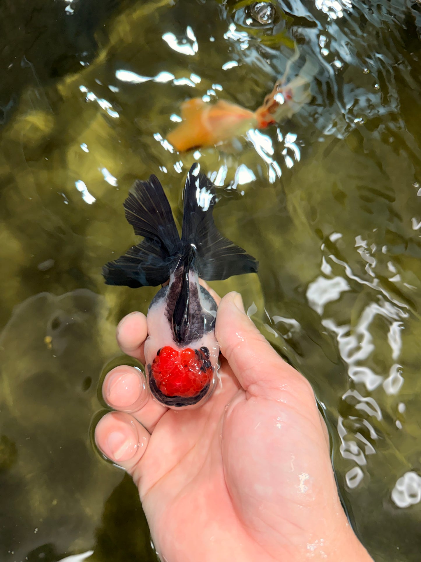 [SINGLE] Tricolor Oranda Female 4-4.5 inches #031326SO_01