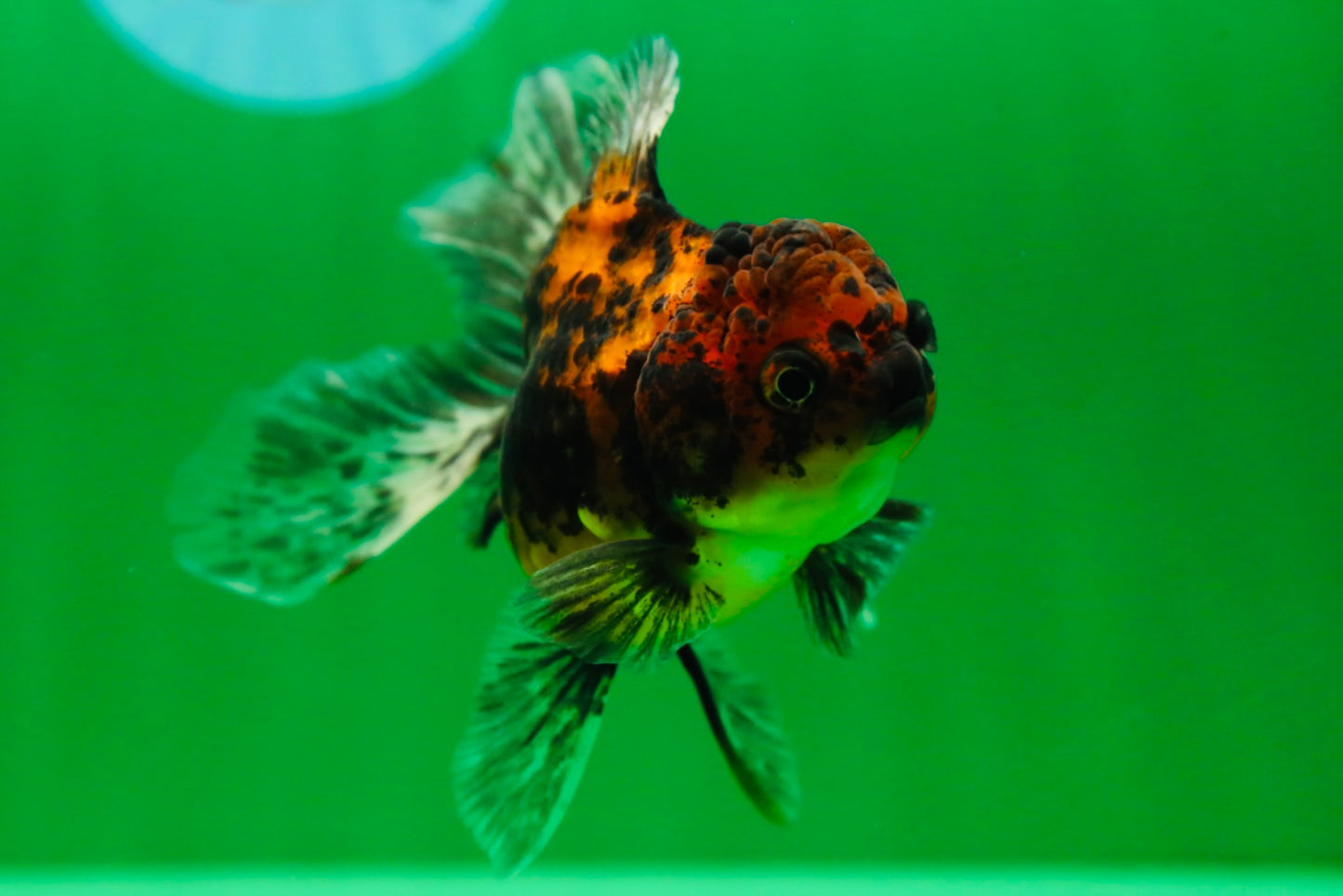 [SINGLE] Tiger Oranda Female 4.5 inches #090525SO_01