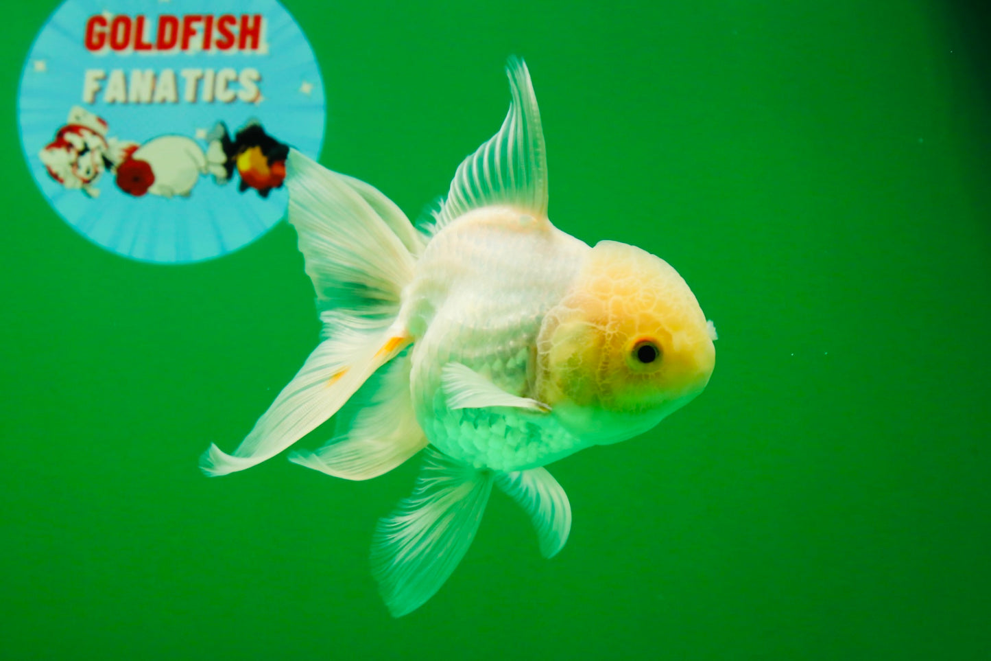 [SINGLE] White Oranda Male 5 inches #011725SO_01