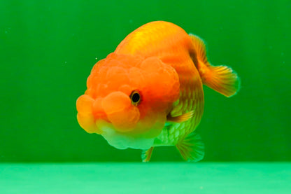 [QUAD] Mix Color Gender : Unknown Lionchu 3-3.5 inches #041125_11