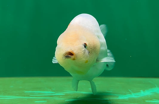 [SINGLE] Marble Lionchu Female 4-4.5 inches #062725SL_02