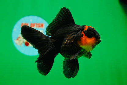 [SINGLE] Apache Oranda Female 4.5 inches #081525SO_07