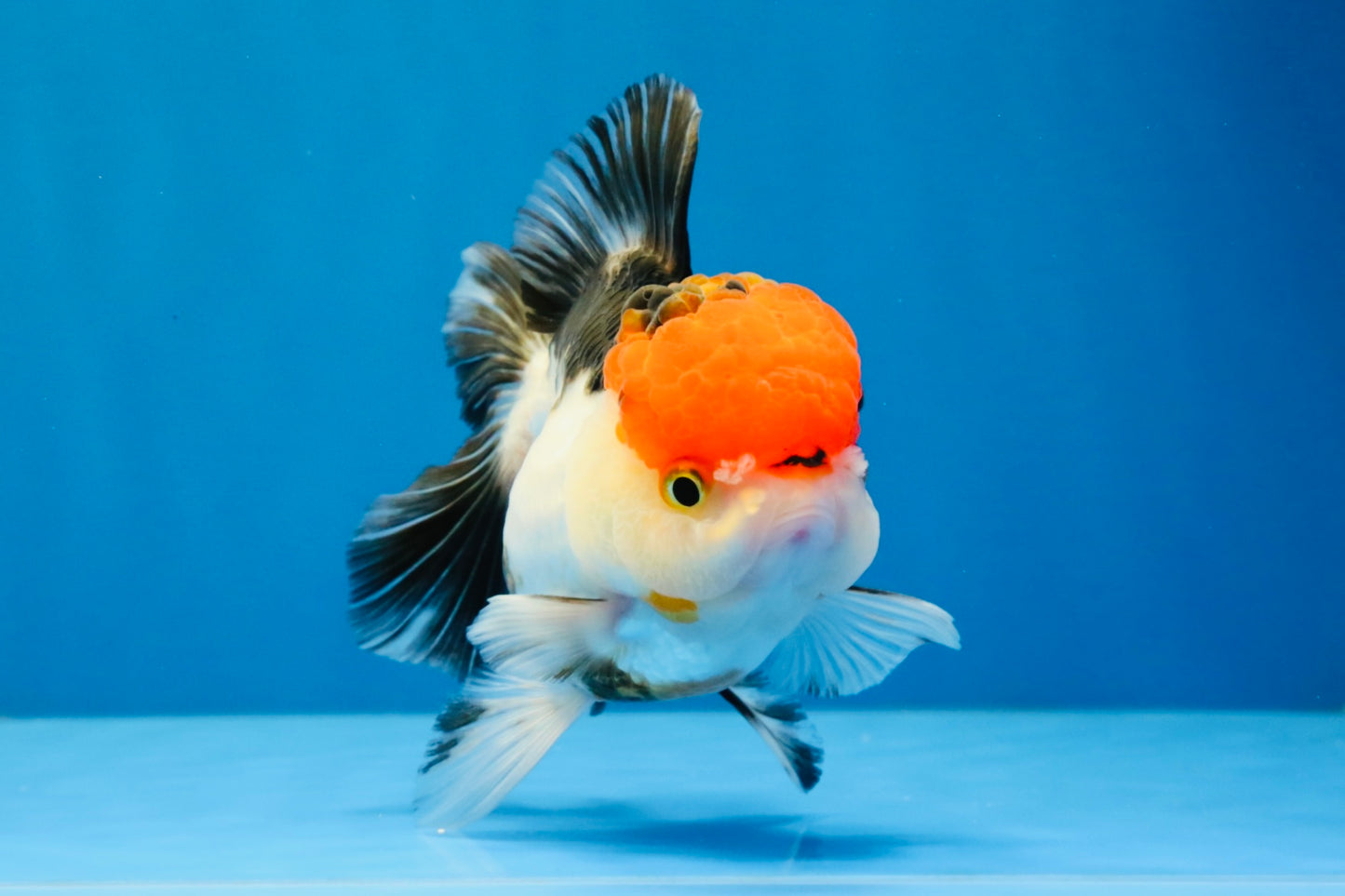 [SINGLE] Tricolor Oranda Female 4-4.5 inches #041026SO_01