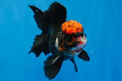 [SINGLE] Tricolor Oranda Male 4.5 inches #022726SO_06