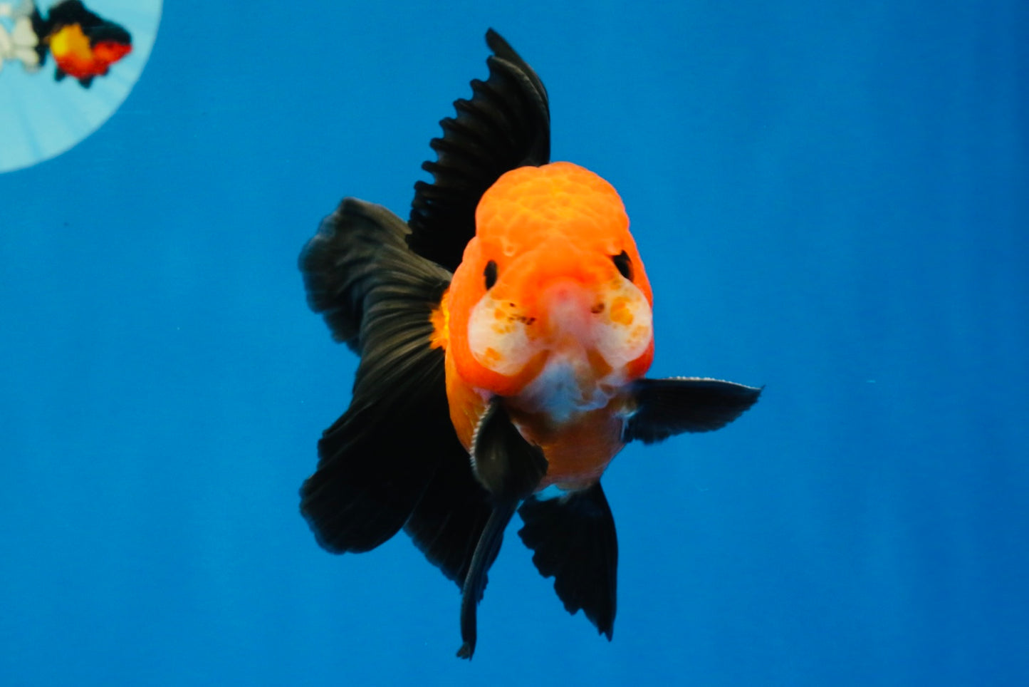 [SINGLE] Apache Oranda Male 4 inches #022726SO_08
