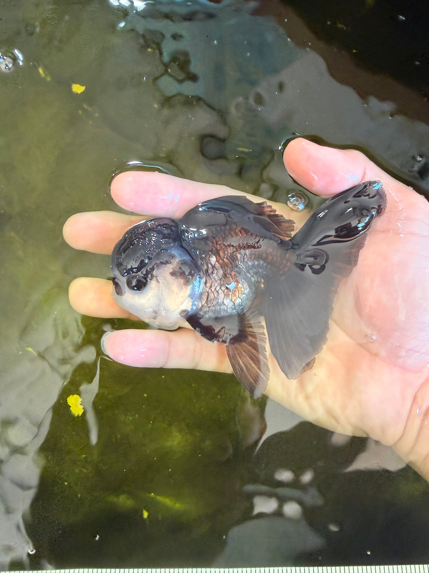[SINGLE] Panda Oranda Male 4-4.5 inches #041026SO_07