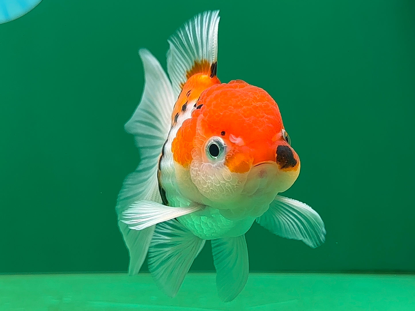 [SINGLE] Tricolor Oranda Male 4-4.5 inches #062725SO_08