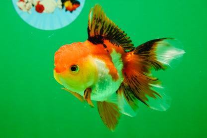 [SINGLE] Tricolor Female 4.5 inches #101725SO_01