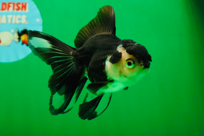 [SINGLE] Panda Oranda Female 4.5 inches #082225SO_10