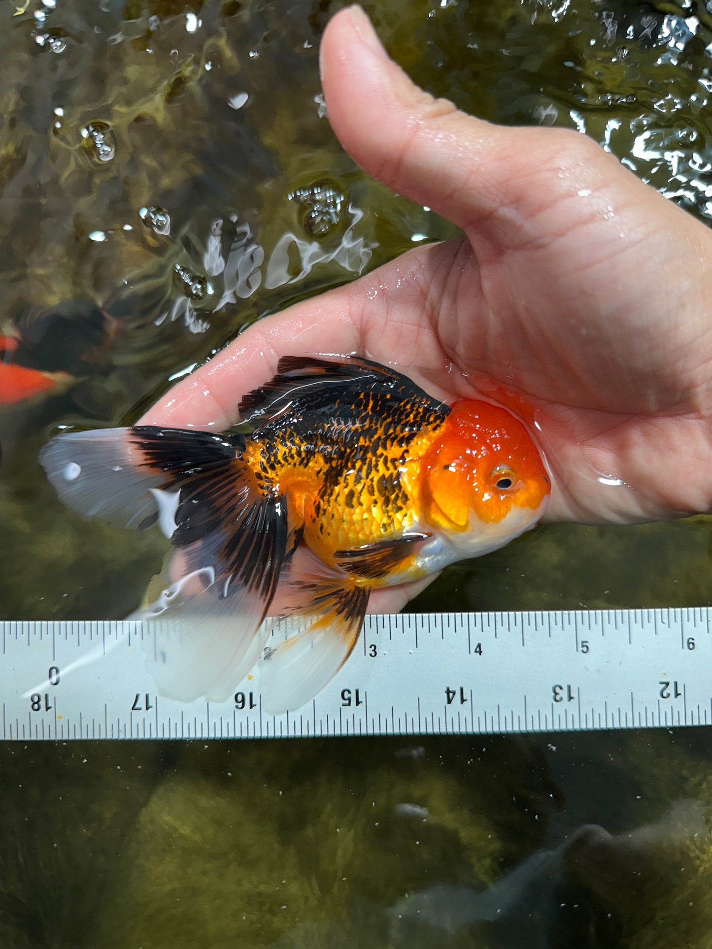 [COUPLE] Tricolor Male & Tiger Female 4.5 inches #091925CO_03