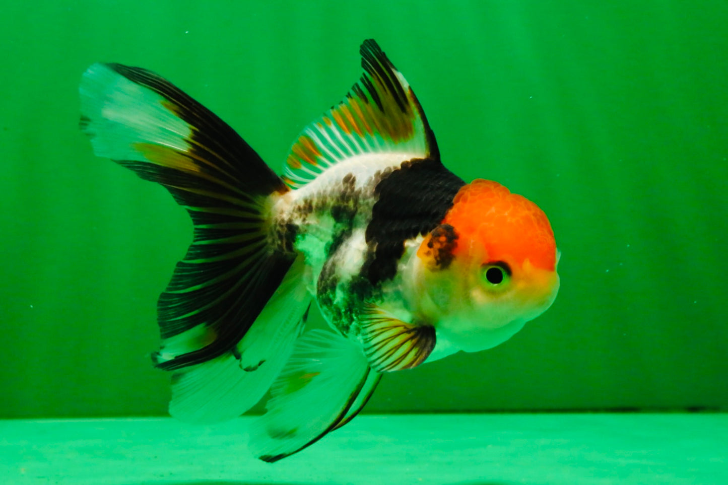 [SINGLE] Tricolor Oranda Male 4-4.5 inches #111425SO_02