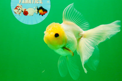 [SINGLE] White Male 5 inches #101725SO_04