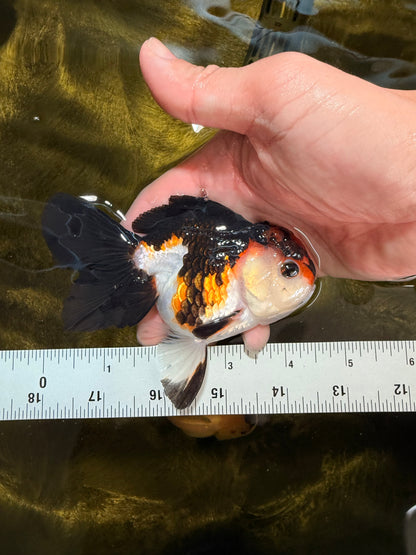 [SINGLE] Red Oranda Female 4.5 inches #032026SO_03