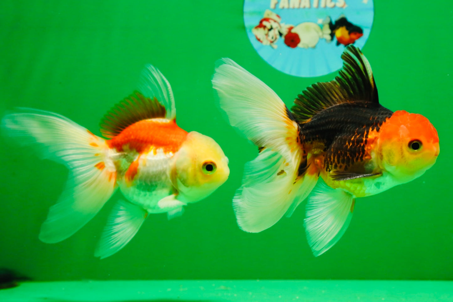 [COUPLE] Tricolor Male & Red White Female Oranda 4-4.5 inches #101025CO_03