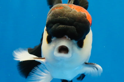 [SINGLE] Tricolor Bottom Eyes Oranda Male 4-4.5 inches #022726SO_07