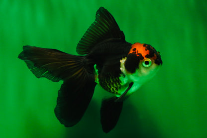 [COUPLE] Red White Male & Tricolor Female Oranda 4-4.5 inches #101025CO_08