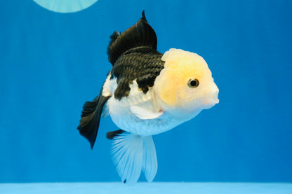 [SINGLE] Panda Oranda Female 4.5 inches #031326SO_02