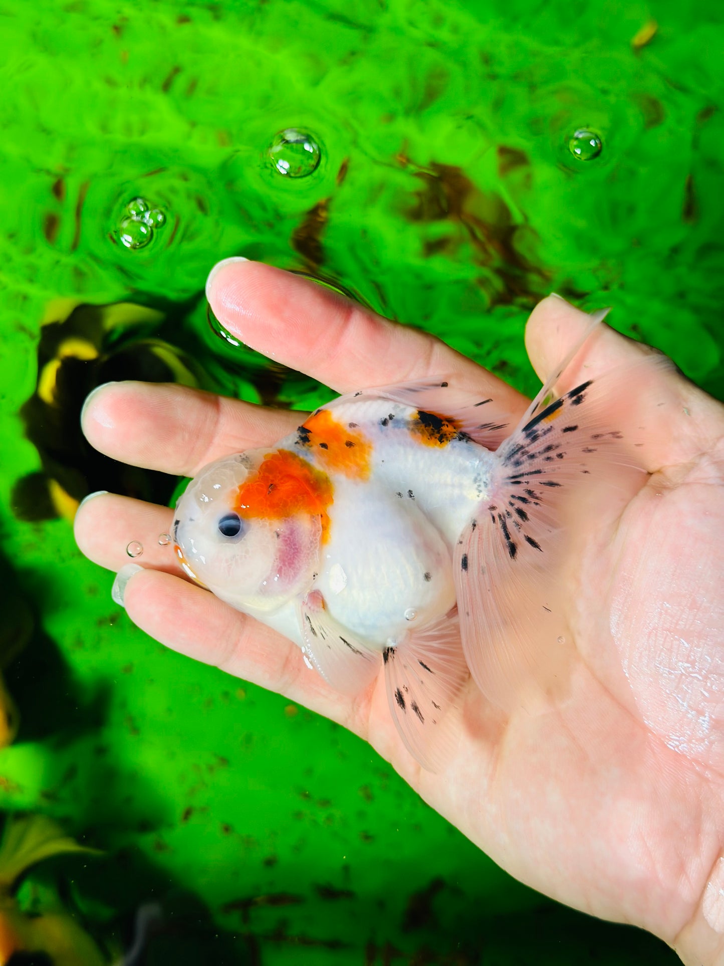 [SINGLE] Calico Oranda Male size 4 inches #112224SO_02