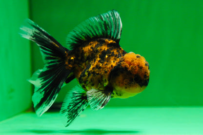 [SINGLE] Tiger Oranda Male 4.5 inches #081525SO_05