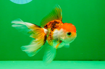 [SINGLE] Tricolor Oranda Female 4 inches #112125SO_07