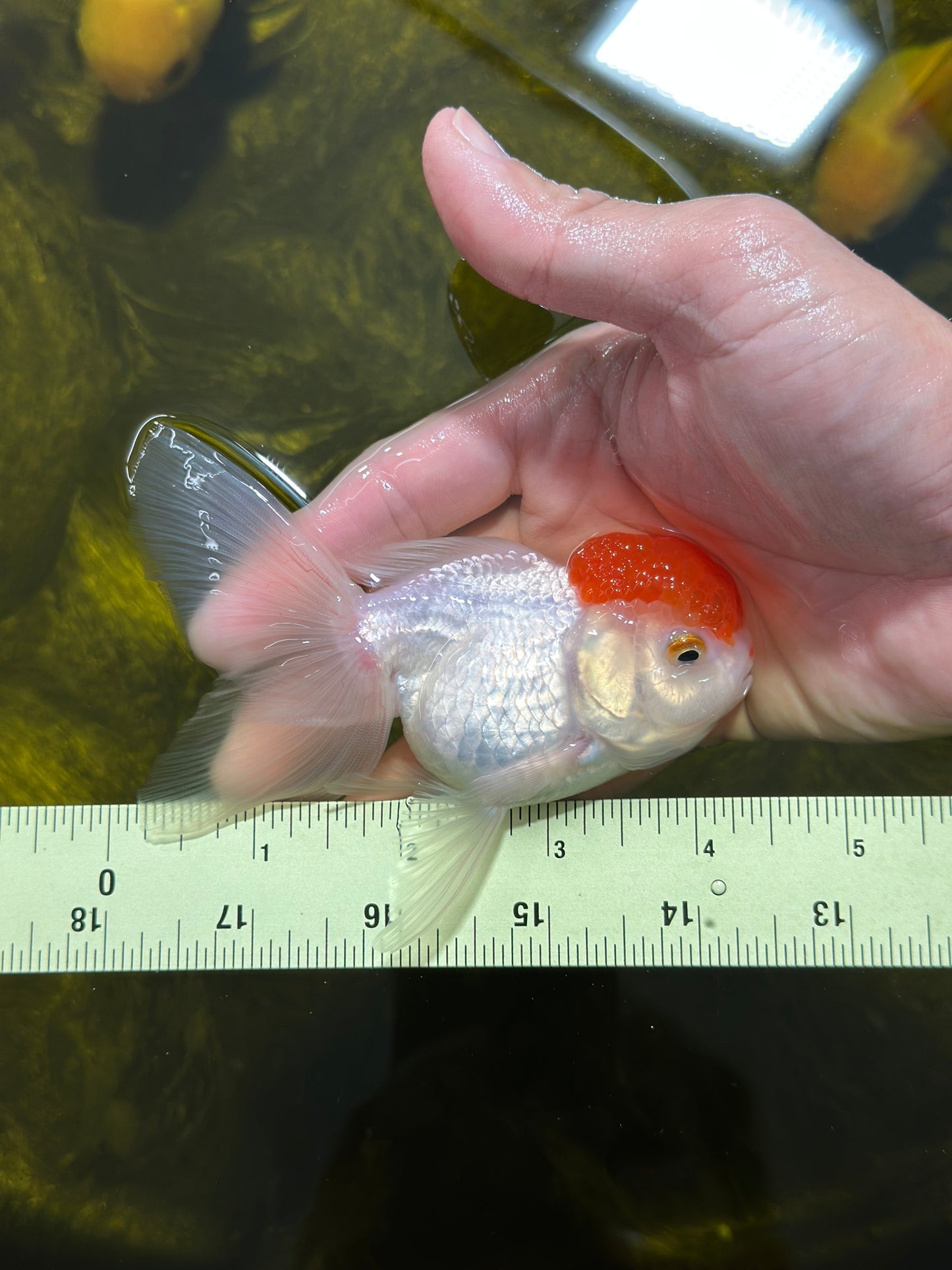 [SINGLE] Red Cap Oranda Female 4-4.5 inches #112924SO_18