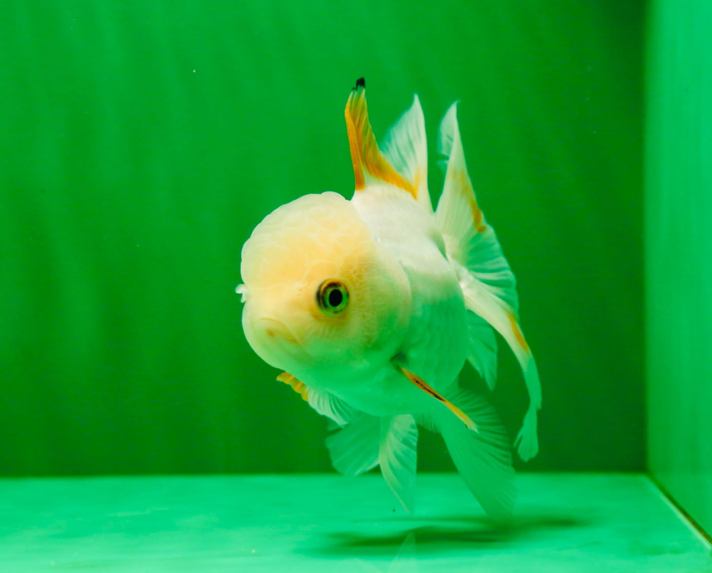 [SINGLE] Orange White Beauty Oranda Female 4.5 inches #041125_07