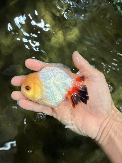 [SINGLE] Tricolor Oranda Male 4.5 inches #031326SO_09