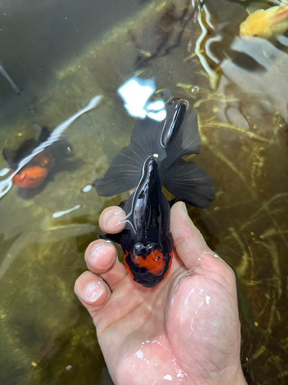 [SINGLE] Apache Oranda Female 4.5 inches #081525SO_07