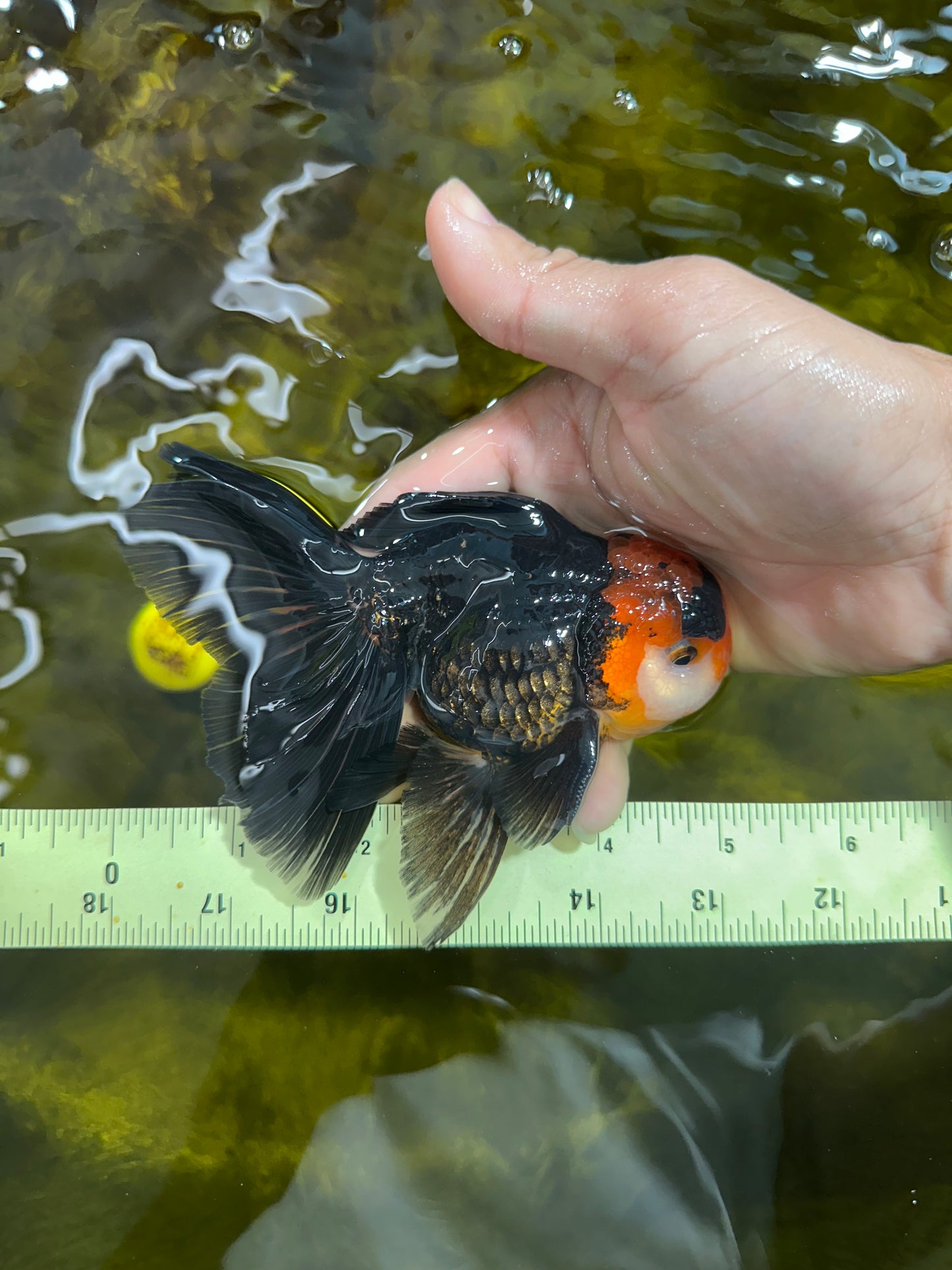 [SINGLE] Tricolor Oranda Male 4.5-5 inches #090525SO_08