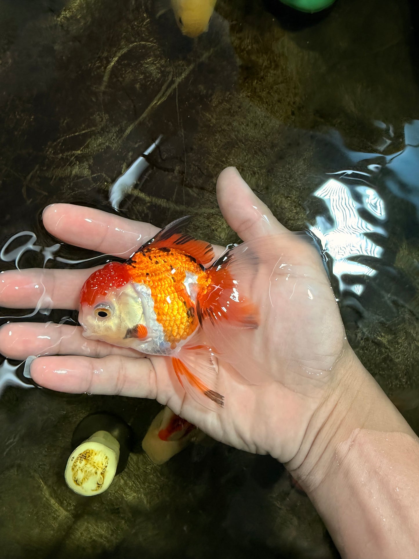 [SINGLE] Tricolor Oranda Male 4-4.5 inches #111425SO_03