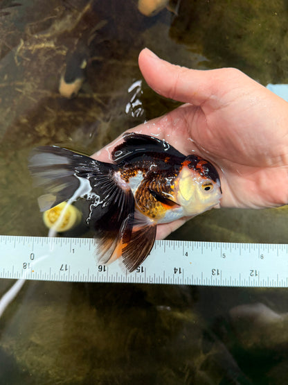 [SINGLE] Tricolor Oranda Female 5 inches #111425SO_05