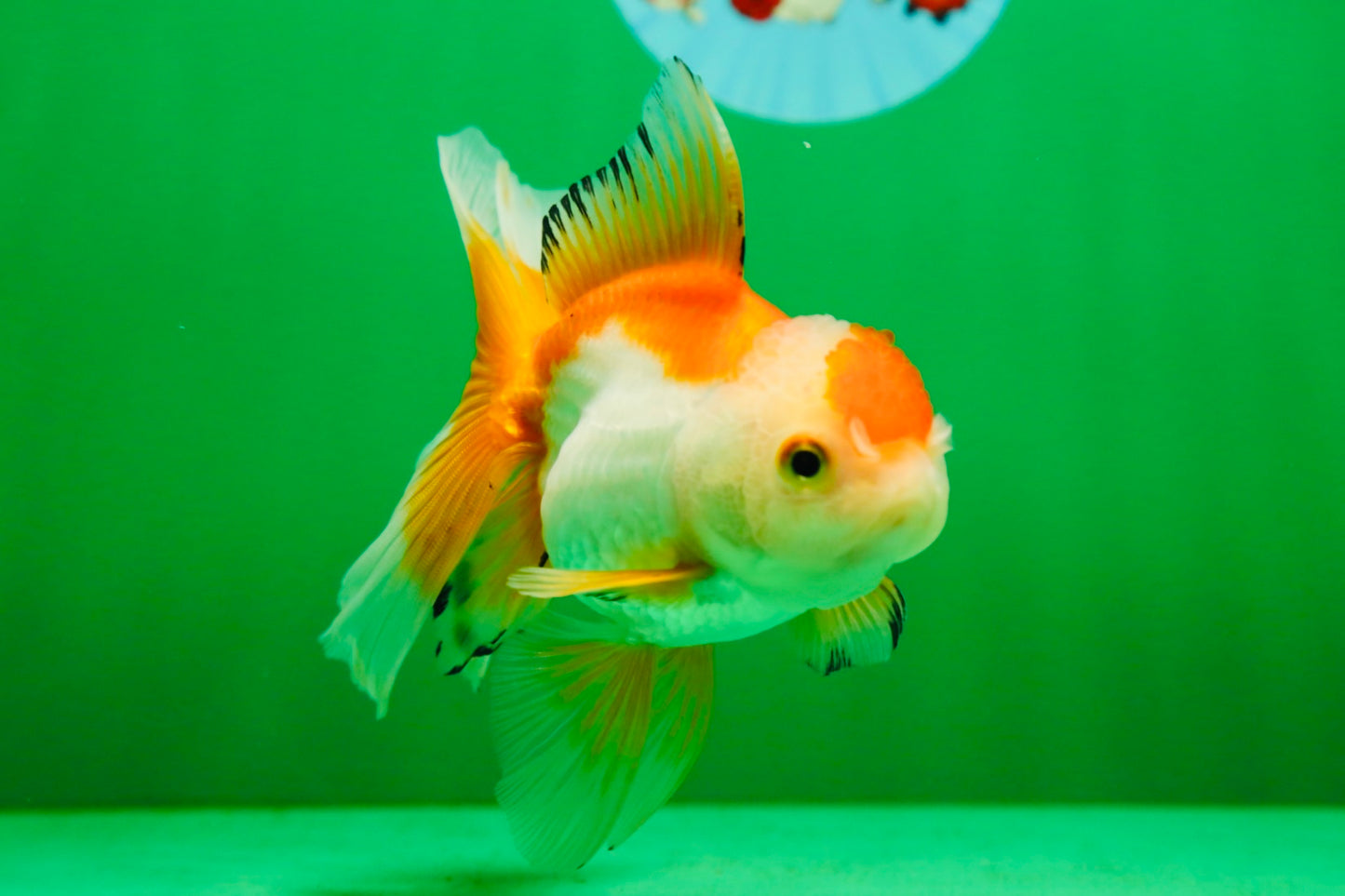 [SINGLE] Orange White Oranda Female 5 inches #081525SO_08