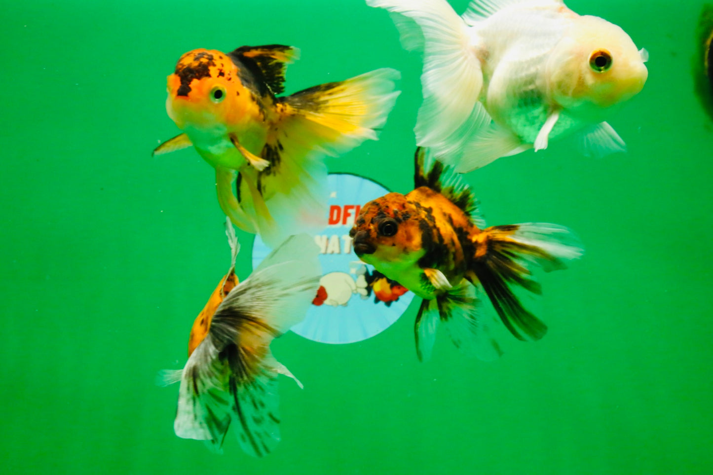 [QUAD] Mixed Color Oranda 3.5-4.5 inches #121925QO_04