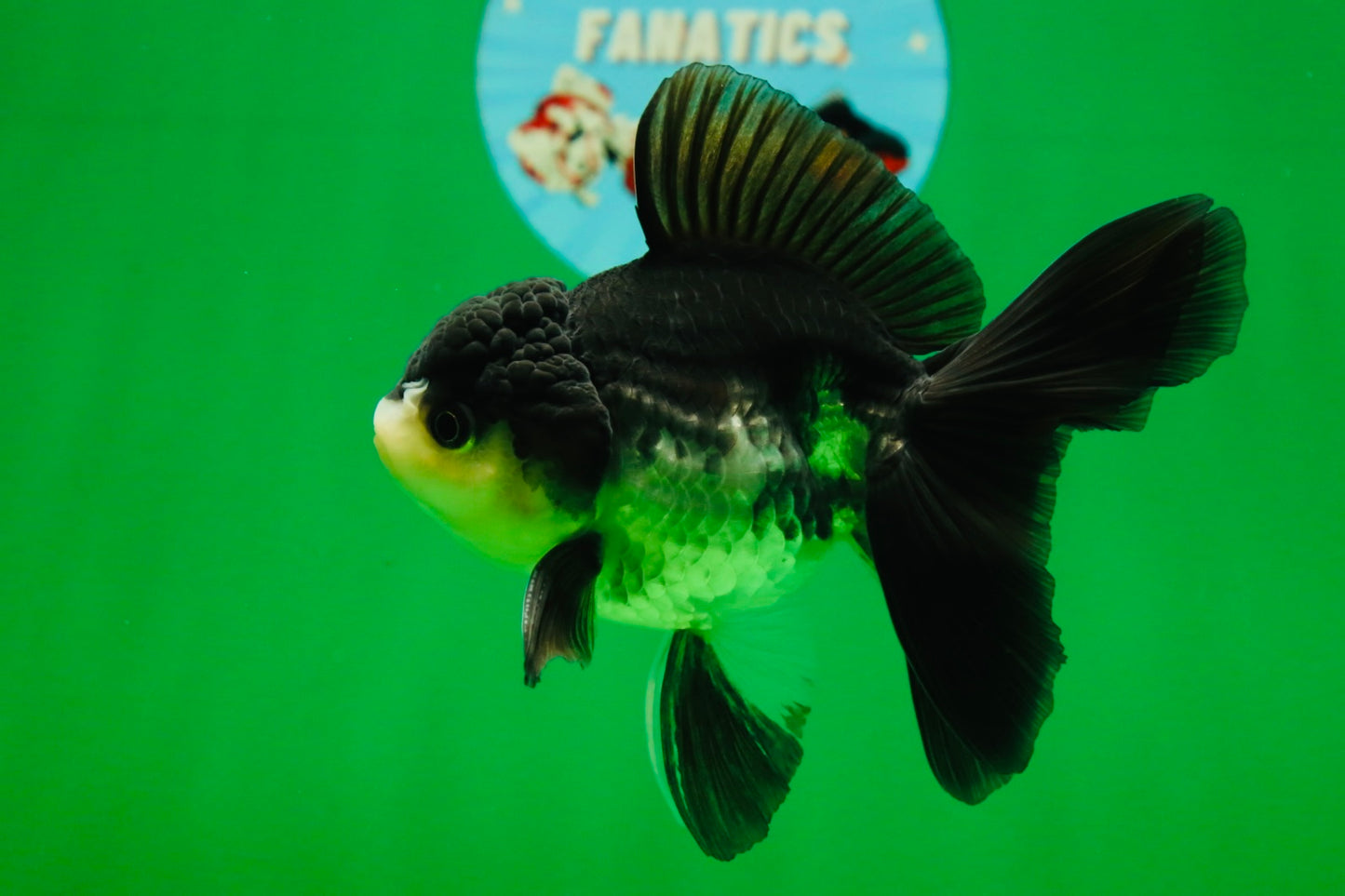[SINGLE] Panda Oranda Male 4.5 inches #080825SO_10