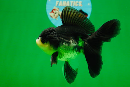 [SINGLE] Panda Oranda Male 4.5 inches #080825SO_10