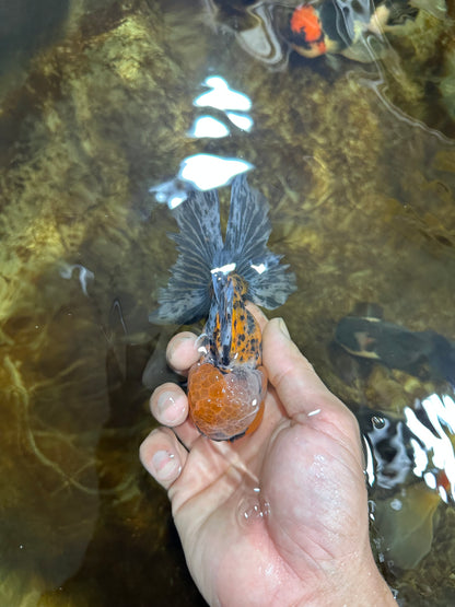 [SINGLE] Tiger Oranda Male 4.5 inches #082225SO_04