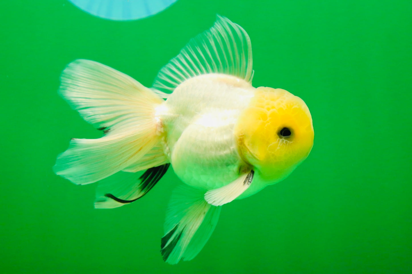 [SINGLE] White Button Eyes Oranda Male 4-4.5 inches #080125SO_15