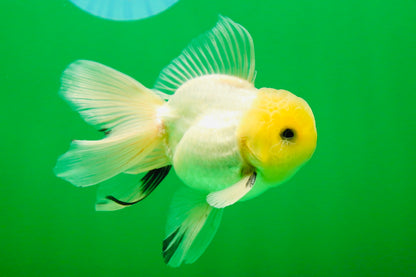[SINGLE] White Button Eyes Oranda Male 4-4.5 inches #080125SO_15