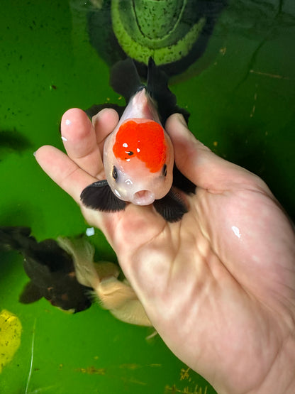 [SINGLE] Tricolor Tancho Button Eyes Oranda Male 4-4.5 inches #110824SGO_16