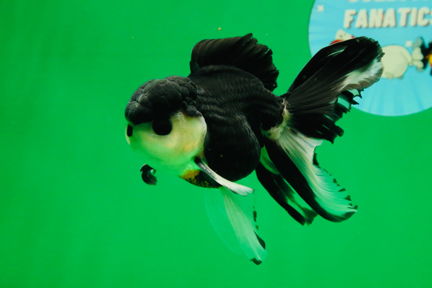 [SINGLE] Panda Button Eyes Oranda Male 4.5 inches #080825SO_06