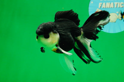 [SINGLE] Panda Button Eyes Oranda Male 4.5 inches #080825SO_06