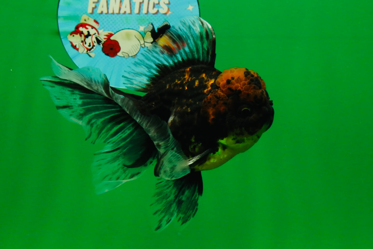 [COUPLE] Tiger Male & Panda Female Oranda 4.5 inches #101025CO_06