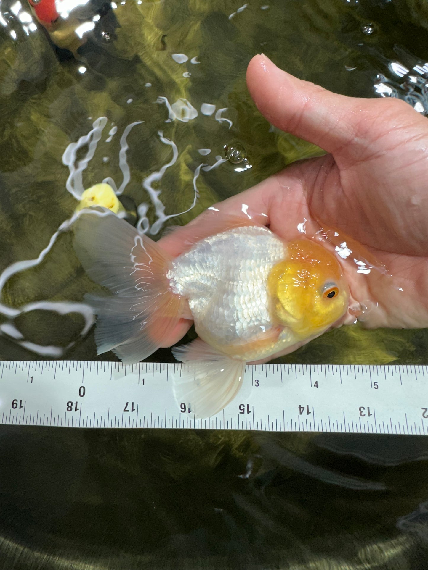 [SINGLE] White Oranda Male 4.5 inches #060625SO_03
