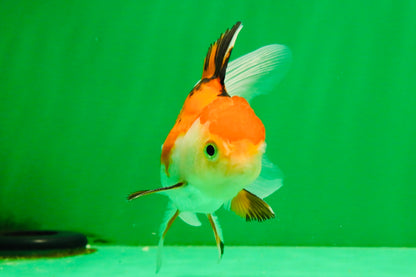 [SINGLE] Tricolor Oranda Male 4-4.5 inches #111425SO_03