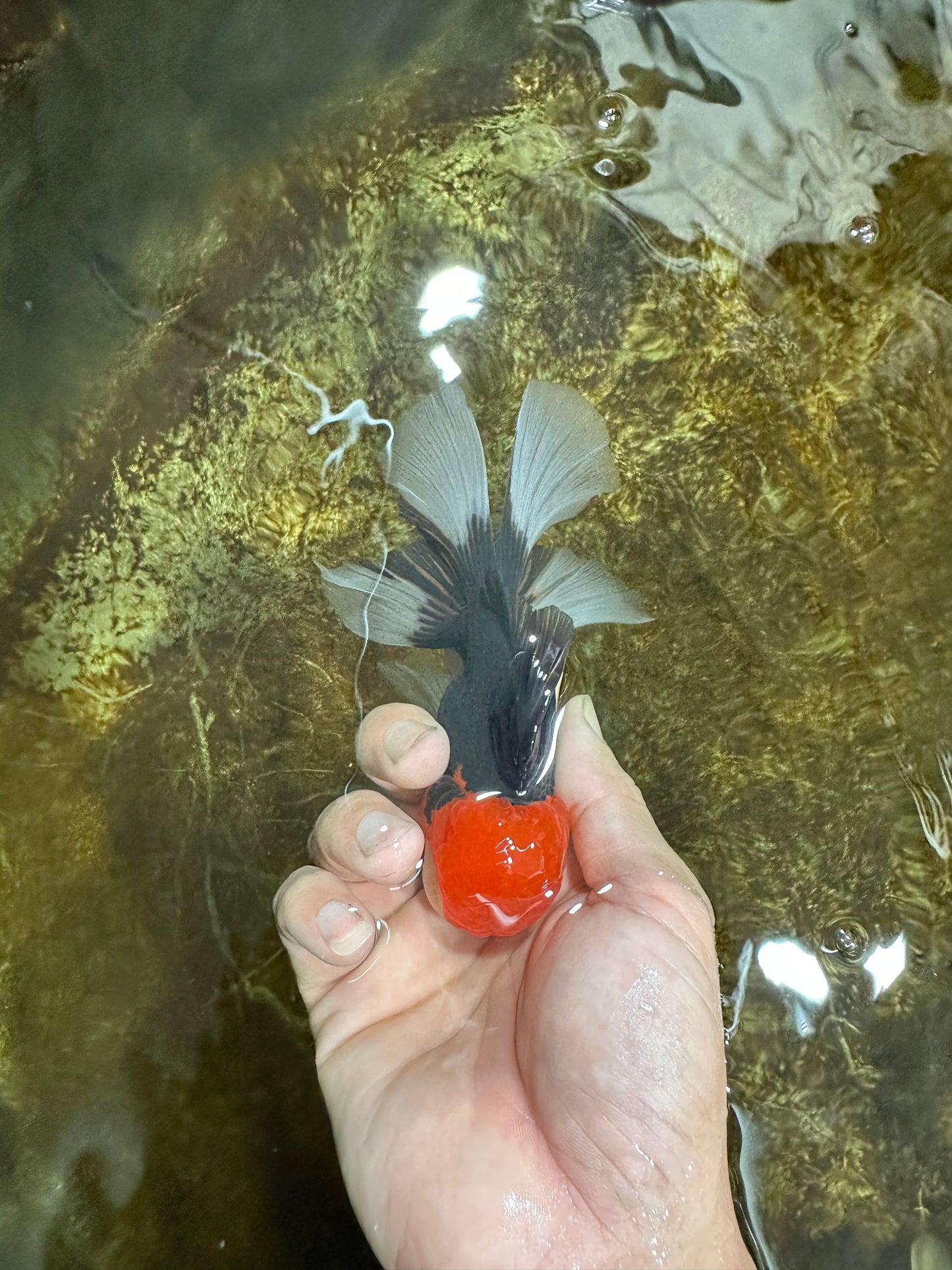 [SINGLE] Tricolor Oranda Male 4.5-5 inches #082225SO_02
