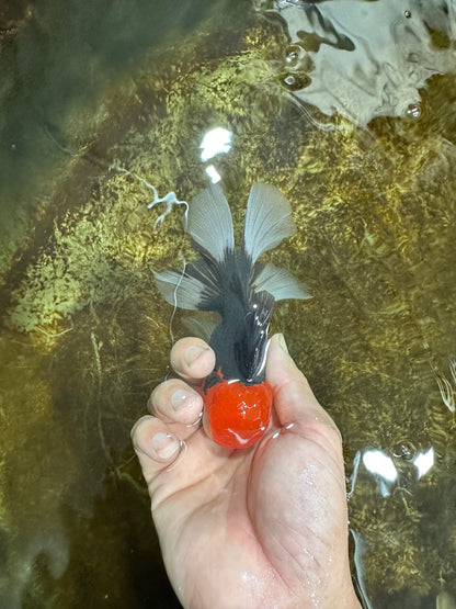 [SINGLE] Tricolor Oranda Male 4.5-5 inches #082225SO_02