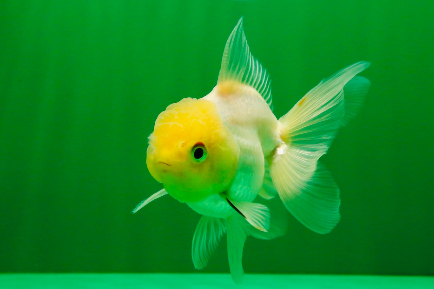 [SINGLE] White Male Oranda 4 inches #101025SO_10